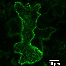 W siewkach Arabidopsis była widoczna jedynie kolokalizacja z