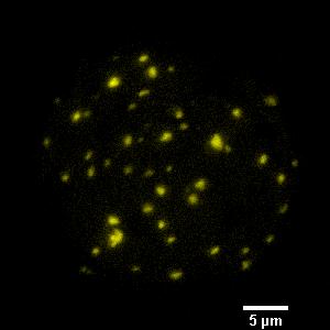 W tym celu do protoplastów Arabidopsis wprowadzono plazmidy niosące sekwencje kodujące znakowane fluorescencyjnie białka RIC1-11 oraz białko SEC3A.
