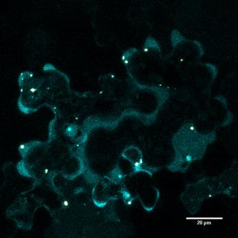 Ponadto zarejestrowano ruch silnie fluorescencyjnych skupień wspólnych dla RIC6 i SEC3A w cytoplazmie protoplastów. Przemieszczanie się punktów było skokowe, o kierunku liniowym (Film 5).