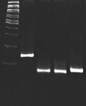 5. WYNIKI 2000 pz 1500 pz 1 2 3 4 5 500 pz 200 pz 100 pz Ryc. 12. Produkty reakcji PCR uzyskane na matrycy promotora A1 bakteriofaga T7, zgodnie ze schematem na ryc. 9.
