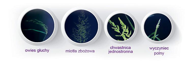 Axial 50 EC. Chwasty trudne do zwalczenia, z którymi poradzi sobie Axial 50 SC. (fot. Syngenta) Pinoksaden zaburza proces tworzenia błon komórkowych w roślinie chwastu.