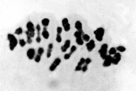 bivalents c) metafaza II, 24-chromosomowe diady; Metaphase II, dyads with 24 chromosomes Rys. 4.