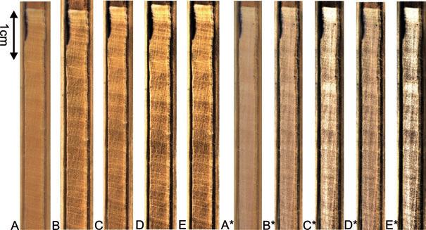 W przypadku drewna preparowanego ostrzem, struktura anatomiczna na obrazach przetworzonych jest bardzo dobrze widoczna (Ryc. 3B-E).