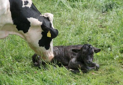 TROUWIT VitaCal-Mg TROUWIT Baby Drink Mieszanka przeznaczona dla krów mlecznych w okresie okołoporodowym, zmniejszająca ryzyko wystąpienia gorączki mlecznej.