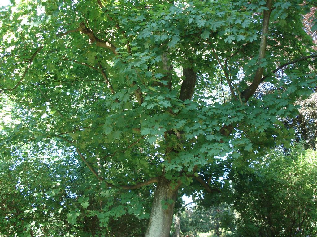 KLON ZWYCZAJNY Gatunek z rodziny mydleńcowatych. Występuję w Europie środkowej i wschodniej oraz Azji południowozachodniej. Drzewo osiąga wysokość 2030 m. Kora drobno, podłużnie spękana.