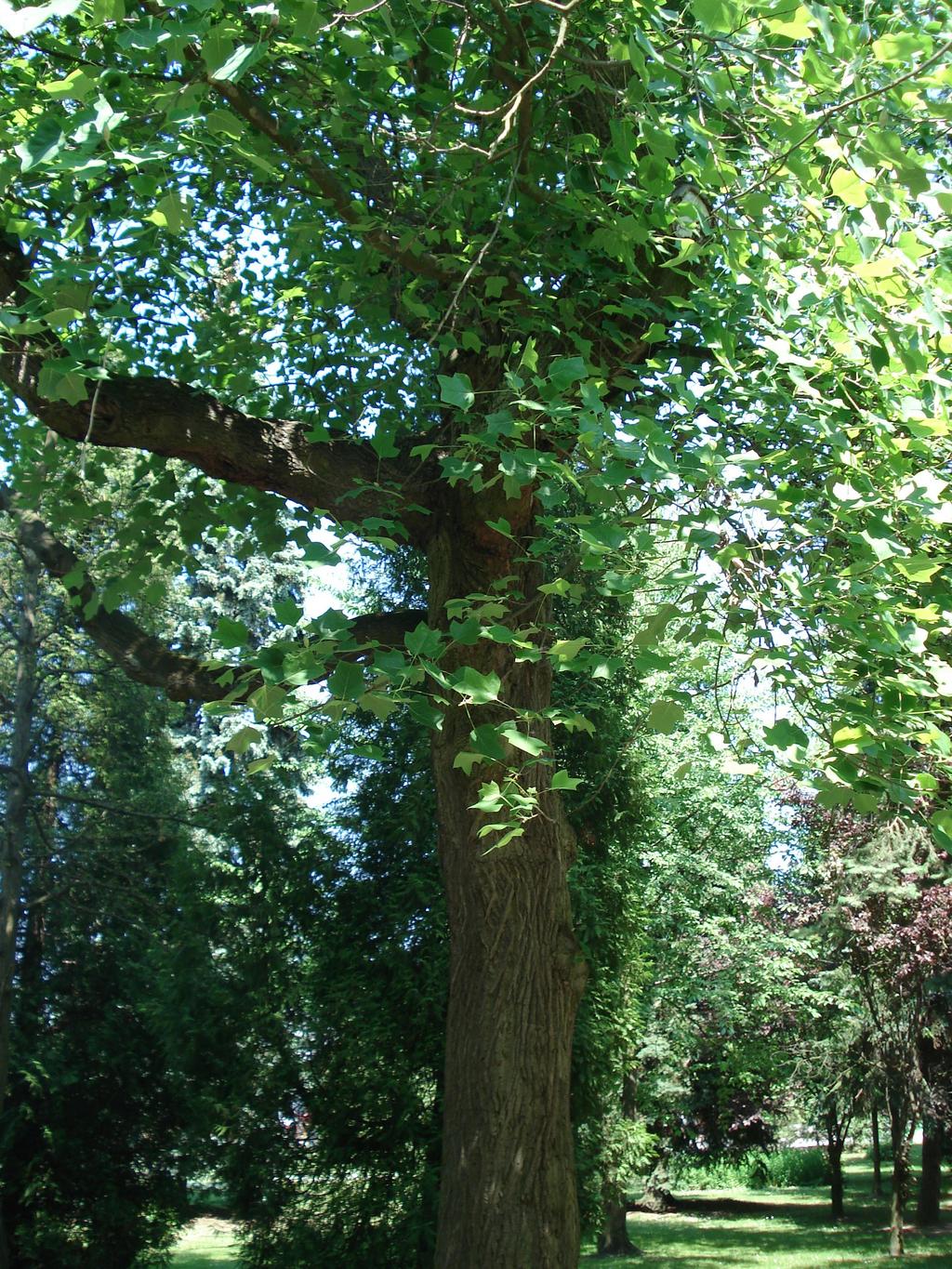 TULIPANOWIEC AMERYKAŃSKI Drzewo z rodziny magnoliowatych. Pochodzi ze wschodnich i południowo-wschodnich części Ameryki Północnej. Od 300 lat sadzony w Europie jako drzewo parkowe i ozdobne.