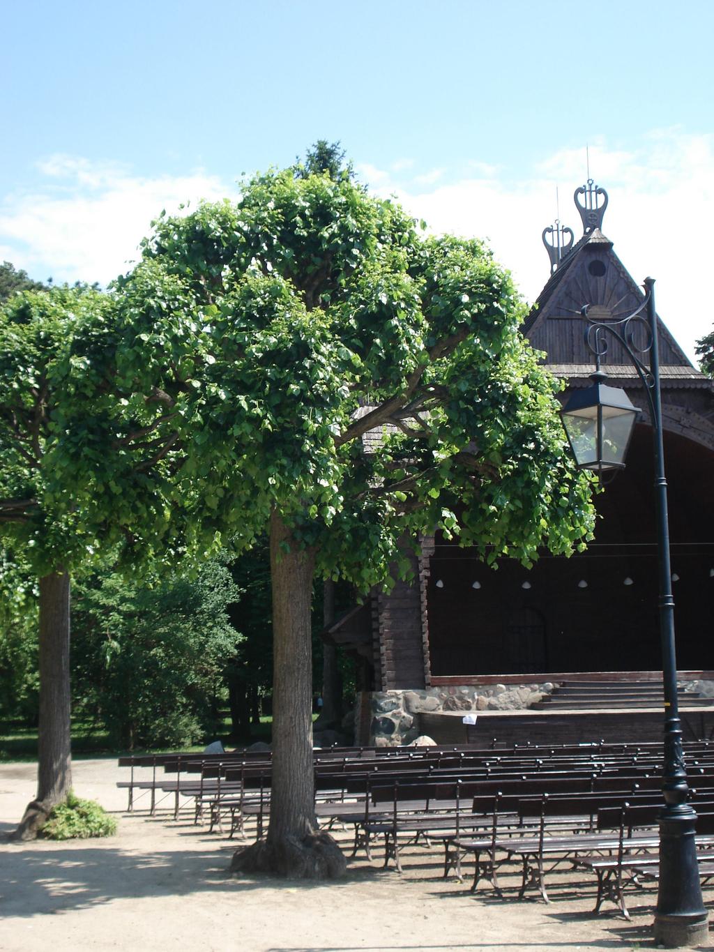 LIPA KRYMSKA Gatunek drzewa należący do rodziny ślazowatych. Jej pochodzenie jest nieznane. Jest to średnie drzewo liściaste, osiągające wysokość do 20 m.
