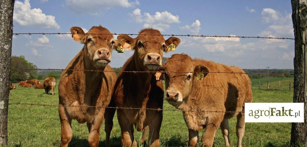 Pastuch elektryczny: jaki wybrać? Autor: mgr inż.