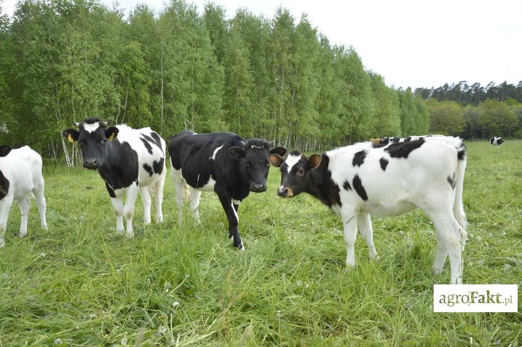 Najczęstszymi uciekinierami są cielęta, prześlizgujące się pod ogrodzeniem Dla bydła mlecznego sugerujemy mniejszej mocy urządzenia, które również są skuteczne.