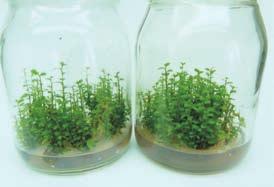 temu materiał roślinny, odizolowany od środowiska zewnętrznego, jest wolny od patogenów i szkodników.
