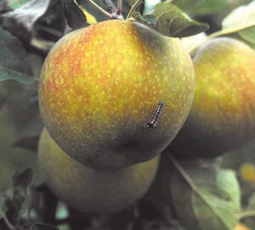 Na szczęście są jeszcze targowiska owocowe, na których można kupić jabłka odmian