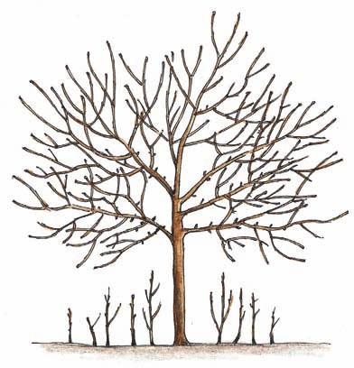 Inne sposoby rozmnażania Rozmnażanie z odrostów korzeniowych Wiele gatunków drzew i krzewów owocowych można rozmnożyć przez odrosty, sadzonki, kopczykowanie lub odkłady i wówczas nie trzeba się