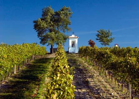 Z głębokich gleb lessowych czerpie winorośl szeroką skalę substancji odżywczych do powstawania bogatych aromatów, wyraźnej korzenności i oryginalnej mineralności.