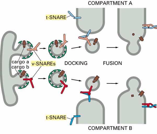 Transport pęcherzykowy transport, dokowanie, fuzja SNARE (SNAP receptors)(soluble N-ethylmaleimide sensitive factor attachment