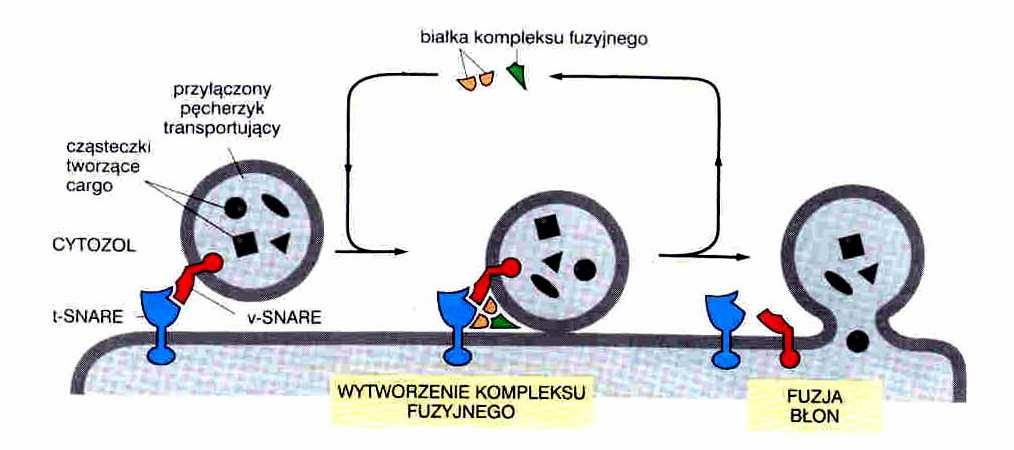 Transport pęcherzykowy fuzja pęcherzyka transportującego SNAP NSF NSF