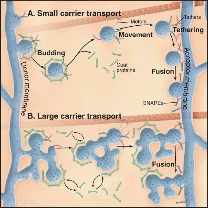 Transport pęcherzykowy szlak wydzielniczy przemieszczanie i sortowanie białek cargo rozpuszczalne