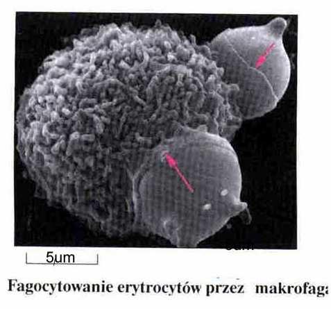 Fagocytoza (10 11 erytrocytów