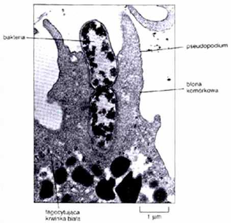 fagocytującego neutrofilu Skaningowa