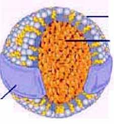 rozpuszczalny cholesterol transportowany w