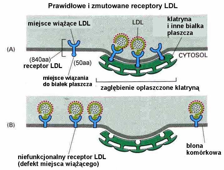 endocytoza kierowana receptorami (np.