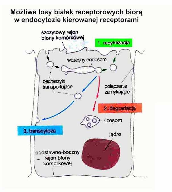 endocytoza kierowana receptorami losy cargo (ligandów): - degradacja (LDL) (czynniki
