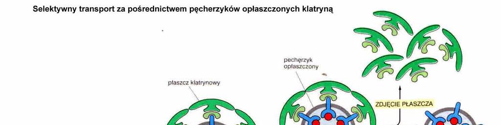 pączkowanie - tworzenie