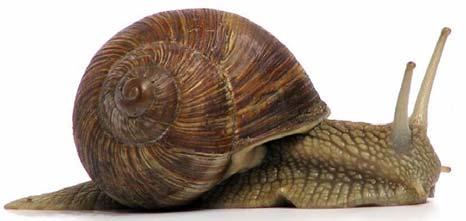 Data: Ogólna charakterystyka mięczaków ĆWICZENIE III Typ: Mięczaki Mollusca Gromada: Ślimaki Gastropoda Gatunek: Ślimak winniczek Helix pomatia Gatunek: Ślimak gajowy Cepaea nemoralis Gatunek: Ślimak