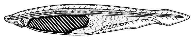 Data: Ogólna charakterystyka strunowców ĆWICZENIE V Typ: Strunowce Chordata Podtyp: Bezczaszkowce Acrania Gatunek: Lancetnik Branchiostoma lanceolatum Podtyp: Kręgowce Vertebrata Gromada: Krągłouste