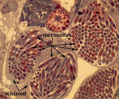 PIERWOTNIAKI PROTOZOA Rodzaj: Eimeria Gatunek: Eimeria tenella Środowisko życia Rys.