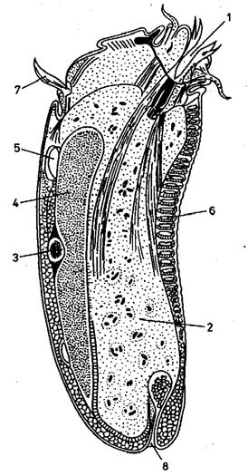 Rodzaj: Entodinium Gatunek: Entodinium caudatum Morfologia
