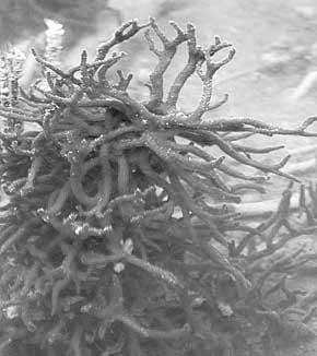 Gatunek: Nadecznik stawowy Spongilla lacustris