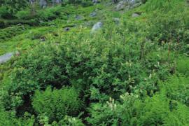 Podzespół ziołoroślowy wyróżniają wysokie byliny charakterystyczne dla wysokogórskich ziołorośli: wietlica alpejska Athyrium distentifolium, szczaw górski Rumex alpestris, ciemię- Zarośla