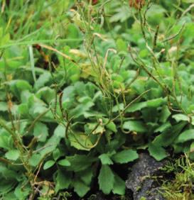 Czosnek siatkowaty jest rośliną wieloletnią. Wytwarza długie i grube kłącze oraz liczne wydłużone i wąskie cebule do 10 cm długości.
