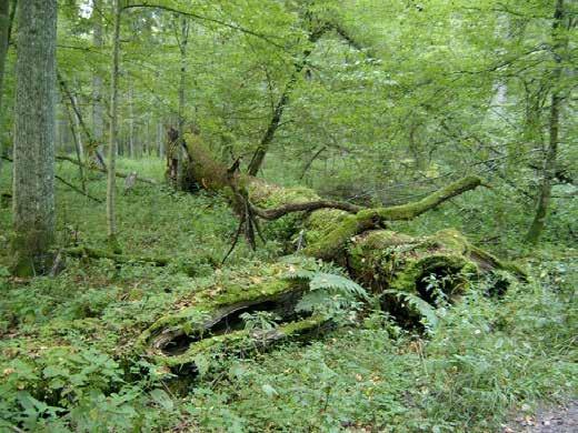 pierwotnego europejskiego lasu niżowego.