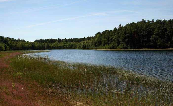 Park Narodowy Bory Tucholskie Obejmuje obszar piaszczystej polodowcowej równiny sandrowej (Wielki
