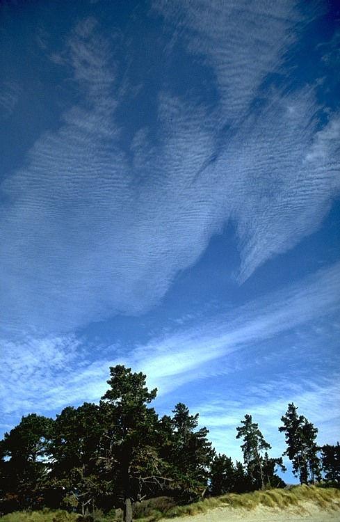 Cirrocumulus