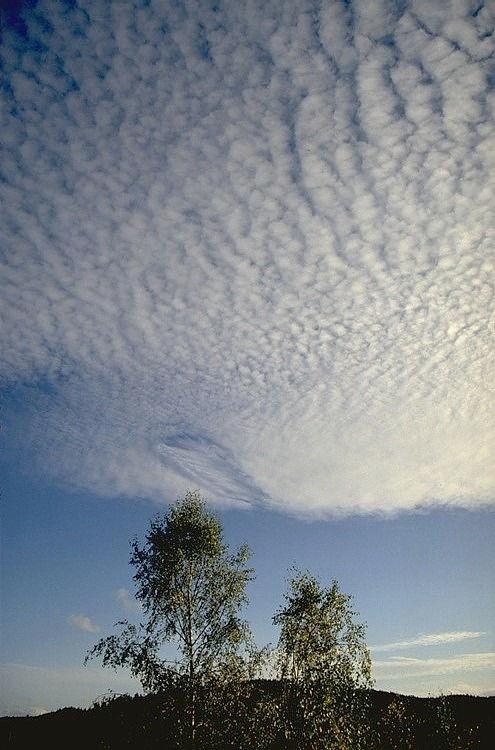 Altocumulus