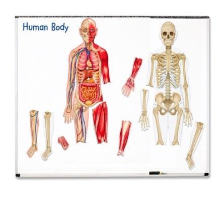 61 x 43 cm TKVO6188 Mały szkielet człowieka 249,00 23 Szkielet wykonany z tworzywa sztucznego, którego elementy łatwo łączą się ze sobą. Przydatny w nauce budowy człowieka. wys.