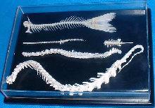 15 x 13 x 21 cm TKRV3009 Szkielet ryby 197 23 Naturalne kości,