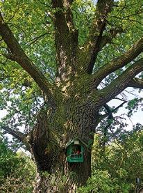 Dąb szypułkowy (366 cm obwodu) koło zespołu dworsko-parkowego w Kluczkowicach przy drodze nr 824.