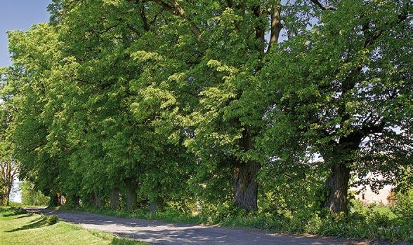 Sosny rosnące w drzewostanie są gonne, wysokie, korony mają okrągłe lub stożkowate, wysoko osadzone.