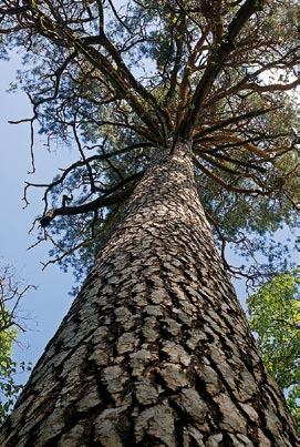 pnia 400 cm) oraz w zabytkowym zespole dworsko-parkowym w Kluczkowicach (14) o obwodzie 290 cm.