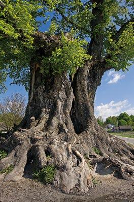 Wiąz szypułkowy (Ulmus laevis PALL.) Jest środkowoeuropejskim drzewem liściastym Na zachodzie Europy jest dość rzadki, na wschodzie sięga po Ural.