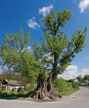 Nasady pni są często charakterystycznie deskowato rozszerzone. Korę ma brązowoszarą, początkowo dość gładką, potem łuszczącą się tafelkowato.