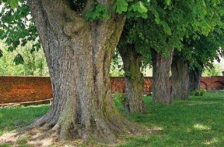 Pomnik przyrody tego gatunku o obwodzie pnia 330 cm spotkamy na terenie zabytkowego zespołu dworsko-parkowego w Niezdowie (17) - dziś w granicach miasta Opole Lubelskie.