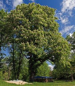 Jodła kalifornijska (Abies concolor HOOPES) Jest gatunkiem drzewa iglastego pochodzącym z Ameryki Północnej, gdzie dorasta nawet do 60 m wysokości i 1,8 m średnicy pnia.