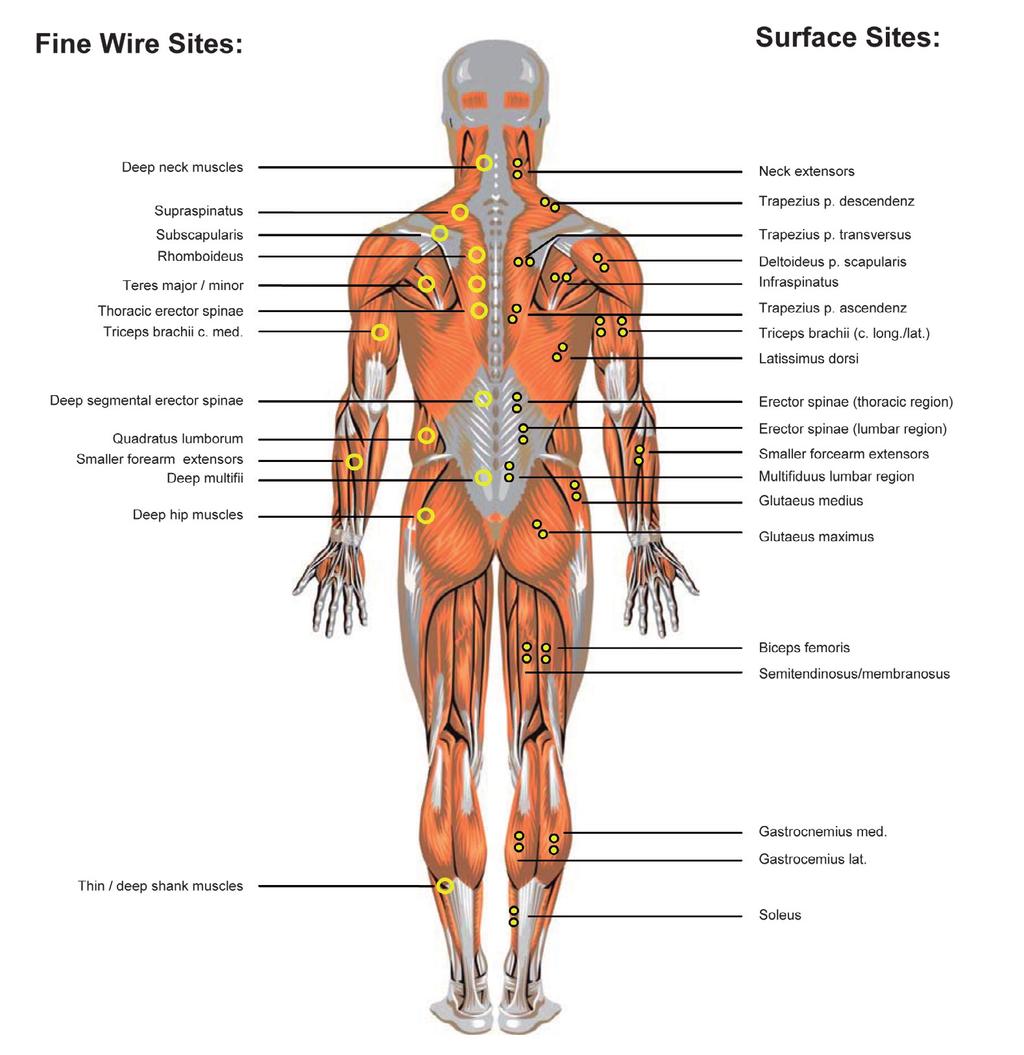 Mapa mięśni widok grzbietowy Widok od tyłu Ryc. 26: Anatomiczna pozycja elektrod widok od tyłu.