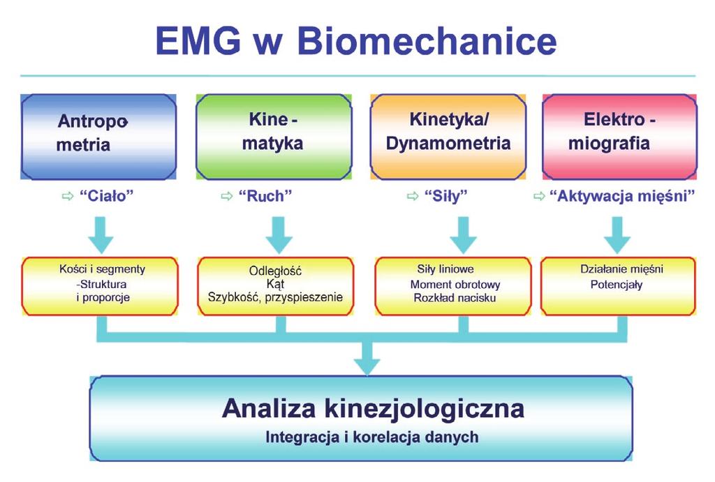 EMG jako metoda biomechaniczna Rola EMG w badaniach biomechanicznych Metody pomiarów biomechanicznych można podzielić na 4 główne działy: antropometria, kinematyka, kinetyka oraz EMG kinezjologiczne