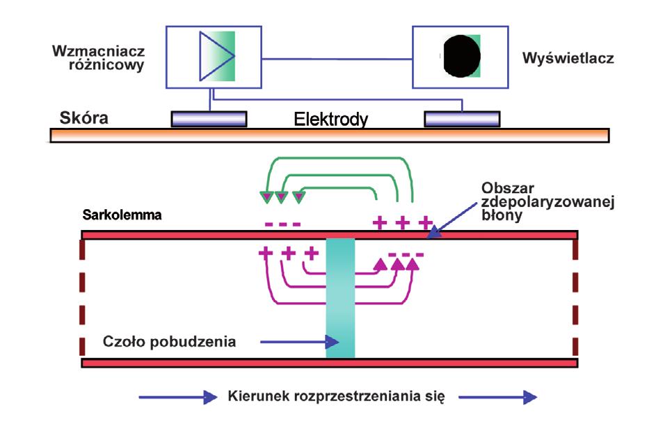 Powstawanie sygnału EMG 2 Potencjał czynnościowy Po przekroczeniu pewnego progu przez napływające do wnętrza komórki jony Na+ na błonie pojawia się szybko zmieniający swoje wartości od - 80 mv do +