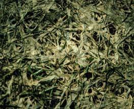 Zapobieganie: usunąć zamarłe części traw przez wertykulację, ewentualne poprawić napowietrzenie gleby przez aerację, zadbać o kondycję traw przed zimą, a szczególnie o rozwój ich